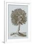 Antique Tree in Sepia I-Vision Studio-Framed Art Print