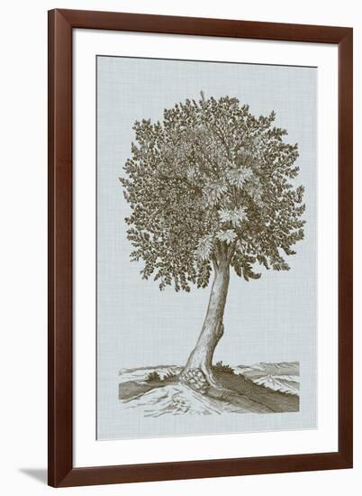 Antique Tree in Sepia I-Vision Studio-Framed Art Print