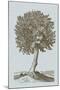 Antique Tree in Sepia I-Vision Studio-Mounted Art Print