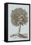 Antique Tree in Sepia I-Vision Studio-Framed Stretched Canvas