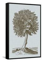Antique Tree in Sepia I-Vision Studio-Framed Stretched Canvas