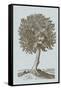 Antique Tree in Sepia I-Vision Studio-Framed Stretched Canvas