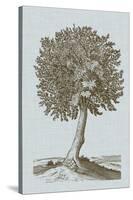 Antique Tree in Sepia I-Vision Studio-Stretched Canvas