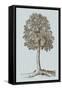 Antique Tree in Sepia II-Vision Studio-Framed Stretched Canvas