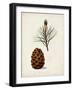 Antique Tree Study V-Unknown-Framed Art Print