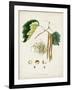 Antique Tree Study VI-Unknown-Framed Art Print