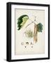 Antique Tree Study VI-Unknown-Framed Art Print