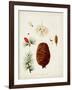 Antique Tree Study VII-Unknown-Framed Art Print