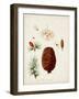 Antique Tree Study VII-Unknown-Framed Art Print