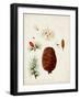 Antique Tree Study VII-Unknown-Framed Art Print