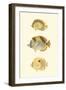 Antique Tropical Fish I-Vision Studio-Framed Art Print