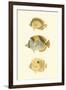 Antique Tropical Fish I-Vision Studio-Framed Art Print