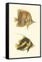 Antique Tropical Fish II-Vision Studio-Framed Stretched Canvas