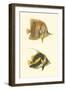 Antique Tropical Fish II-Vision Studio-Framed Art Print