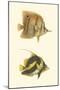 Antique Tropical Fish II-Vision Studio-Mounted Art Print