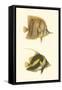 Antique Tropical Fish II-Vision Studio-Framed Stretched Canvas