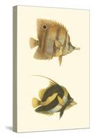 Antique Tropical Fish II-Vision Studio-Stretched Canvas
