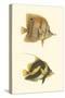 Antique Tropical Fish II-Vision Studio-Stretched Canvas