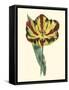 Antique Tulip I-null-Framed Stretched Canvas