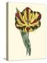 Antique Tulip I-null-Stretched Canvas