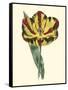 Antique Tulip I-null-Framed Stretched Canvas