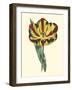 Antique Tulip I-null-Framed Art Print