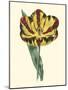 Antique Tulip I-null-Mounted Art Print