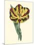 Antique Tulip I-null-Mounted Art Print