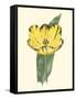 Antique Tulip II-null-Framed Stretched Canvas