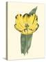 Antique Tulip II-null-Stretched Canvas