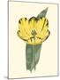 Antique Tulip II-null-Mounted Art Print