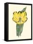 Antique Tulip II-null-Framed Stretched Canvas