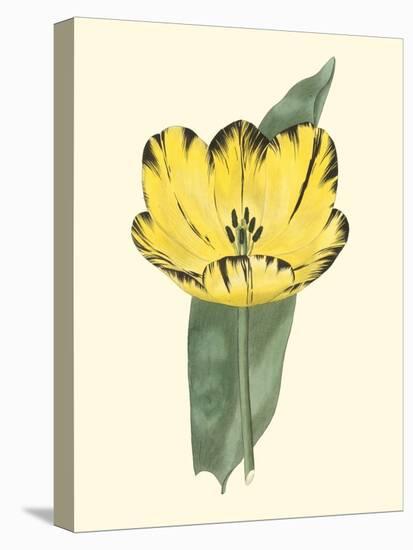 Antique Tulip II-null-Stretched Canvas