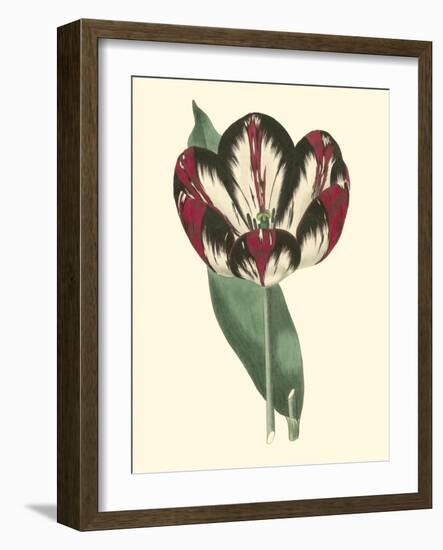 Antique Tulip IV-null-Framed Art Print