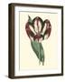 Antique Tulip IV-null-Framed Art Print