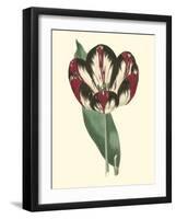 Antique Tulip IV-null-Framed Art Print