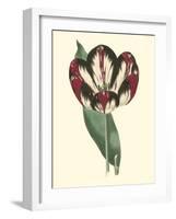 Antique Tulip IV-null-Framed Art Print