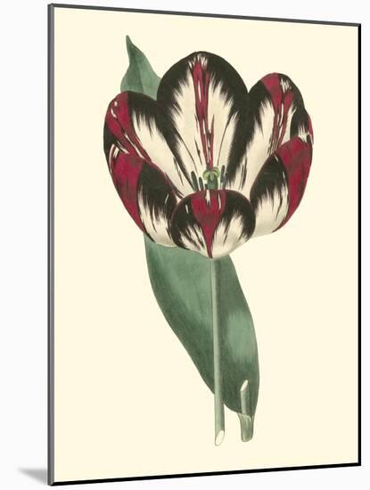 Antique Tulip IV-null-Mounted Art Print