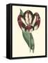 Antique Tulip IV-null-Framed Stretched Canvas