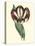 Antique Tulip IV-null-Stretched Canvas