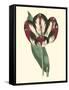 Antique Tulip IV-null-Framed Stretched Canvas