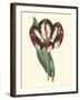 Antique Tulip IV-null-Framed Art Print