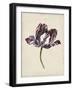 Antique Tulip Study I-Naomi McCavitt-Framed Art Print