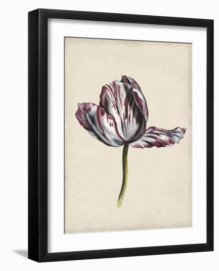 Antique Tulip Study II-Naomi McCavitt-Framed Art Print