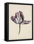 Antique Tulip Study II-Naomi McCavitt-Framed Stretched Canvas