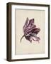 Antique Tulip Study III-Naomi McCavitt-Framed Art Print