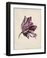 Antique Tulip Study III-Naomi McCavitt-Framed Art Print