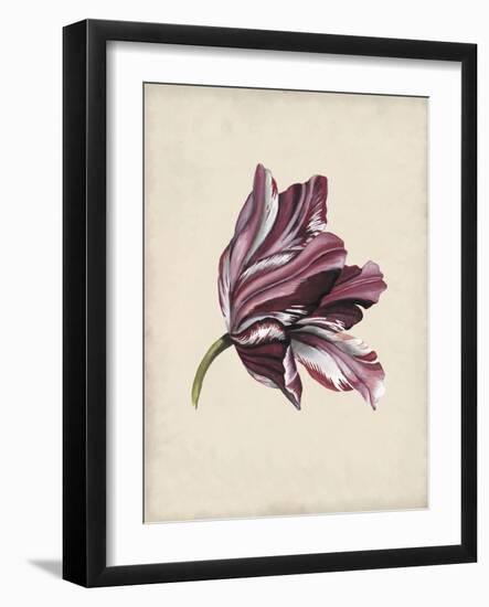 Antique Tulip Study III-Naomi McCavitt-Framed Art Print