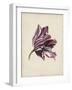 Antique Tulip Study III-Naomi McCavitt-Framed Art Print