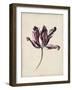 Antique Tulip Study IV-Naomi McCavitt-Framed Art Print